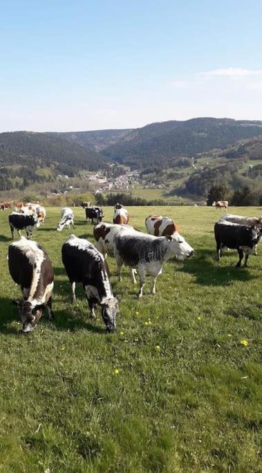 Chalet 3 Etoiles A Gerardmer. Экстерьер фото